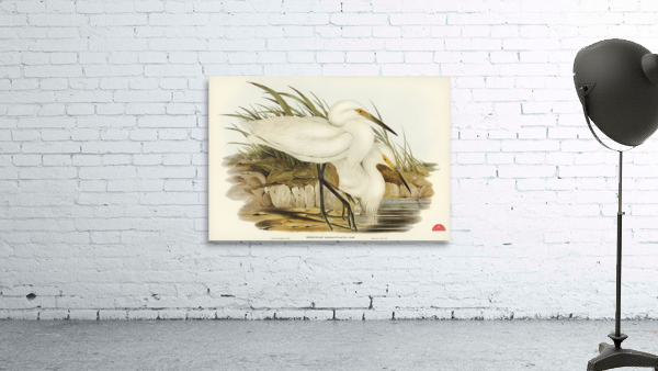 Thick-billed Green Bittern Ardetta macrorhyncha illustrated by Elizabeth Gould 1804–1841 for John Gould’s 1804-1881 Birds of Australia  Wall Preview