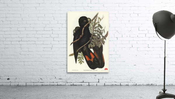 Western Black Cockatoo Calyptorhynchus naso illustrated by Elizabeth Gould 1804–1841 for John Gould’s 1804-1881 Birds of Australia  Wall Preview
