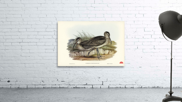 Australian Whimbrel Numenius uropygialis illustrated by Elizabeth Gould 1804–1841 for John Gould’s 1804-1881 Birds of Australia  Wall Preview