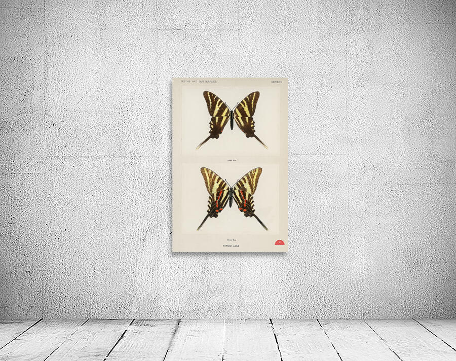 Papilio Ajax from Moths and butterflies of the United States 1900 by Sherman F. Denton 1856-1937.  Wall Preview