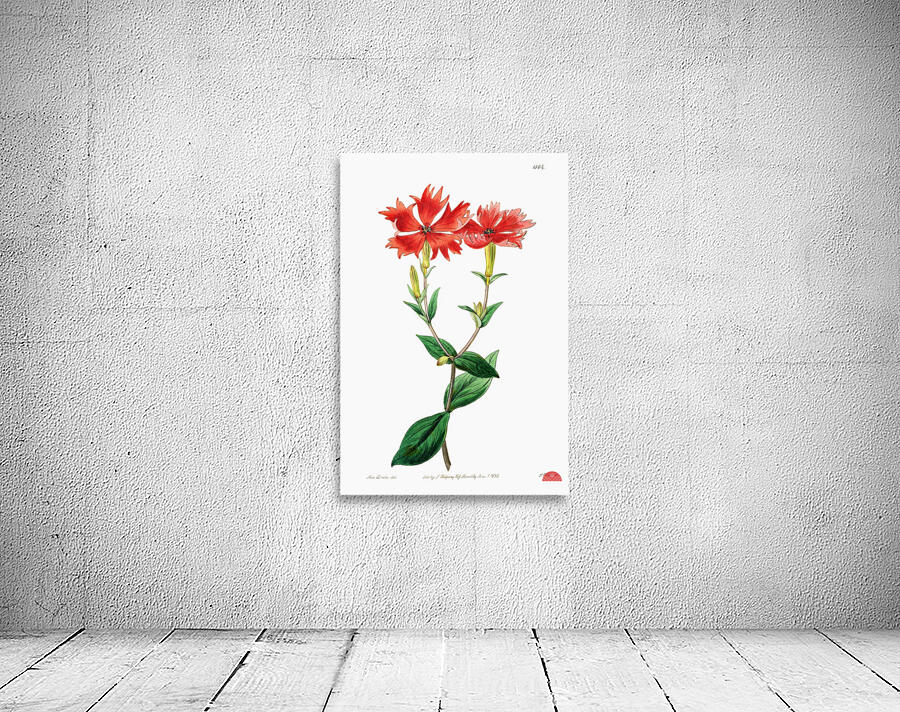 Bunges lychnis flowers from Edwards Botanical Register 1829-1847  by Sydenham Edwards John Lindley and James Ridgway. Wall Preview