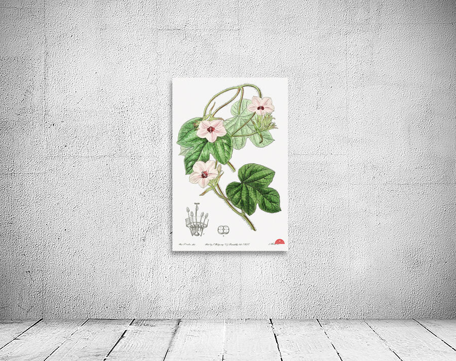 Mr.Aitons ipomoea from Edwards Botanical Register 1829-1847  by Sydenham Edwards John Lindley and James Ridgway. Wall Preview