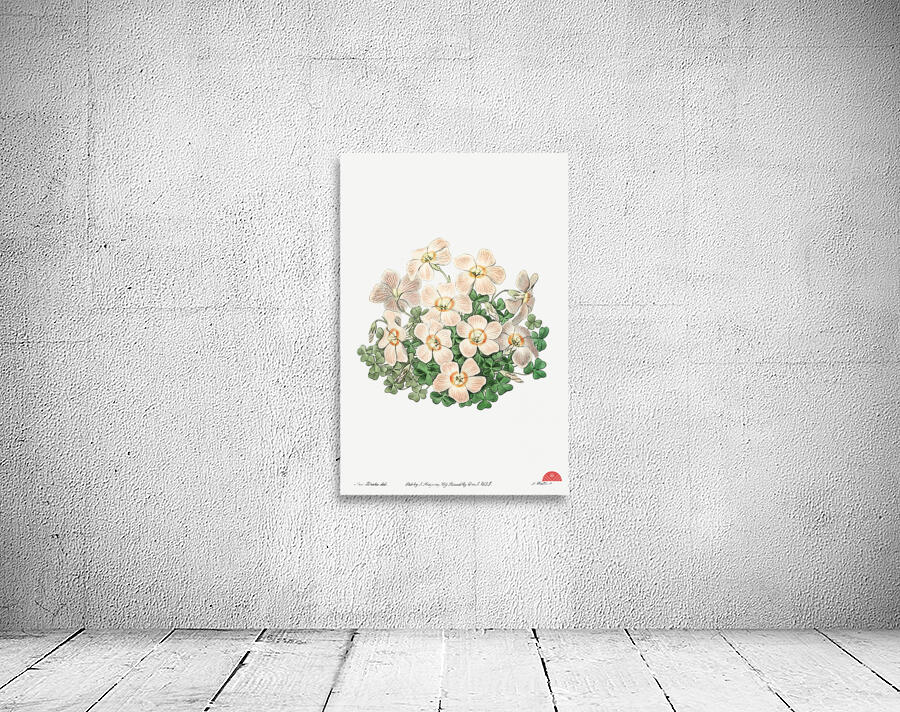 Piottas oxalis flowers from Edwards Botanical Register 1829-1847  by Sydenham Edwards John Lindley and James Ridgway. Wall Preview