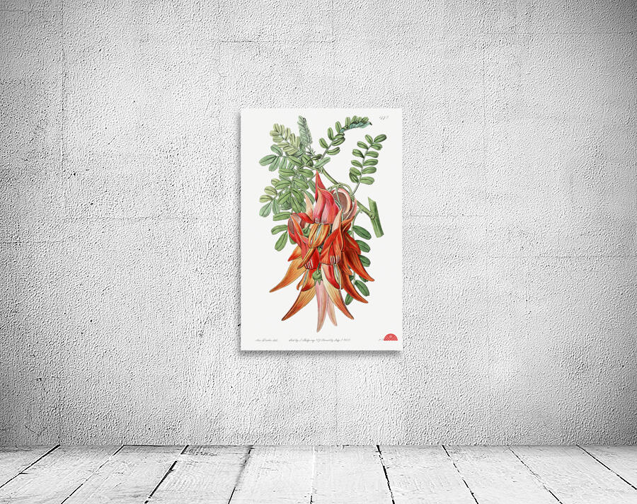 Crimson glory pea from Edwards Botanical Register 1829-1847  by Sydenham Edwards John Lindley and James Ridgway. Wall Preview