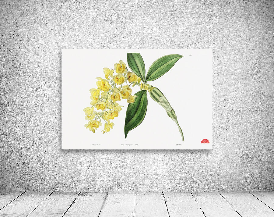 Dense flowered dendrobiumfrom Edwards Botanical Register 1829-1847  by Sydenham Edwards John Lindley and James Ridgway. Wall Preview