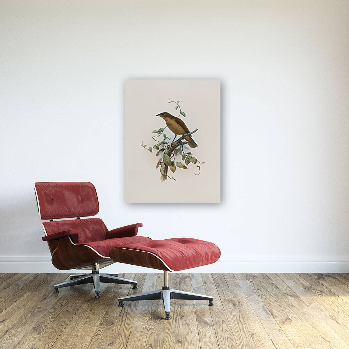 Amblyornis Inornatus 1873 Reproduction