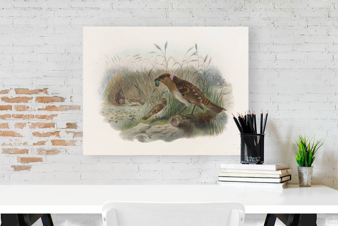 Chlamydodera maculata 1873 Reproduction