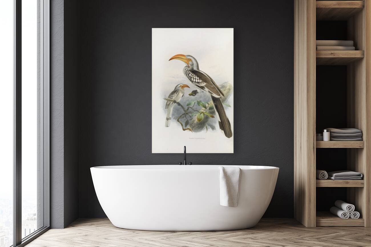 Tockus flavirostris 1882 Reproduction