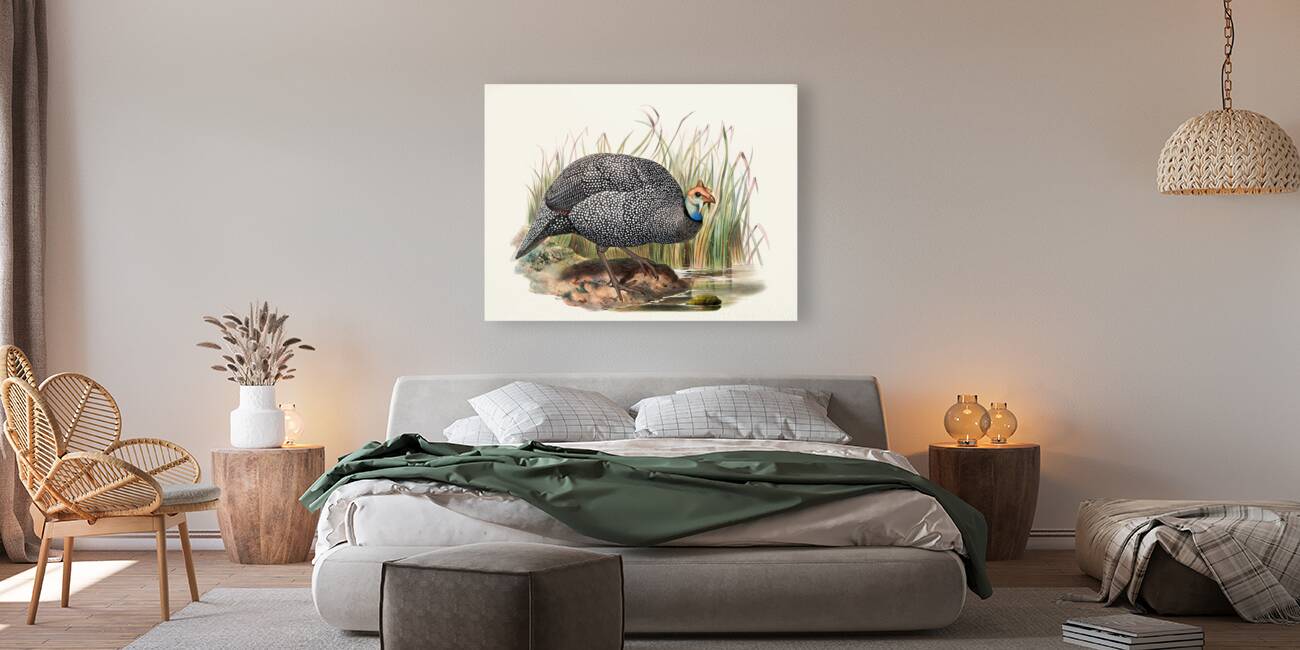 Numida mitrata. 1872 Reproduction