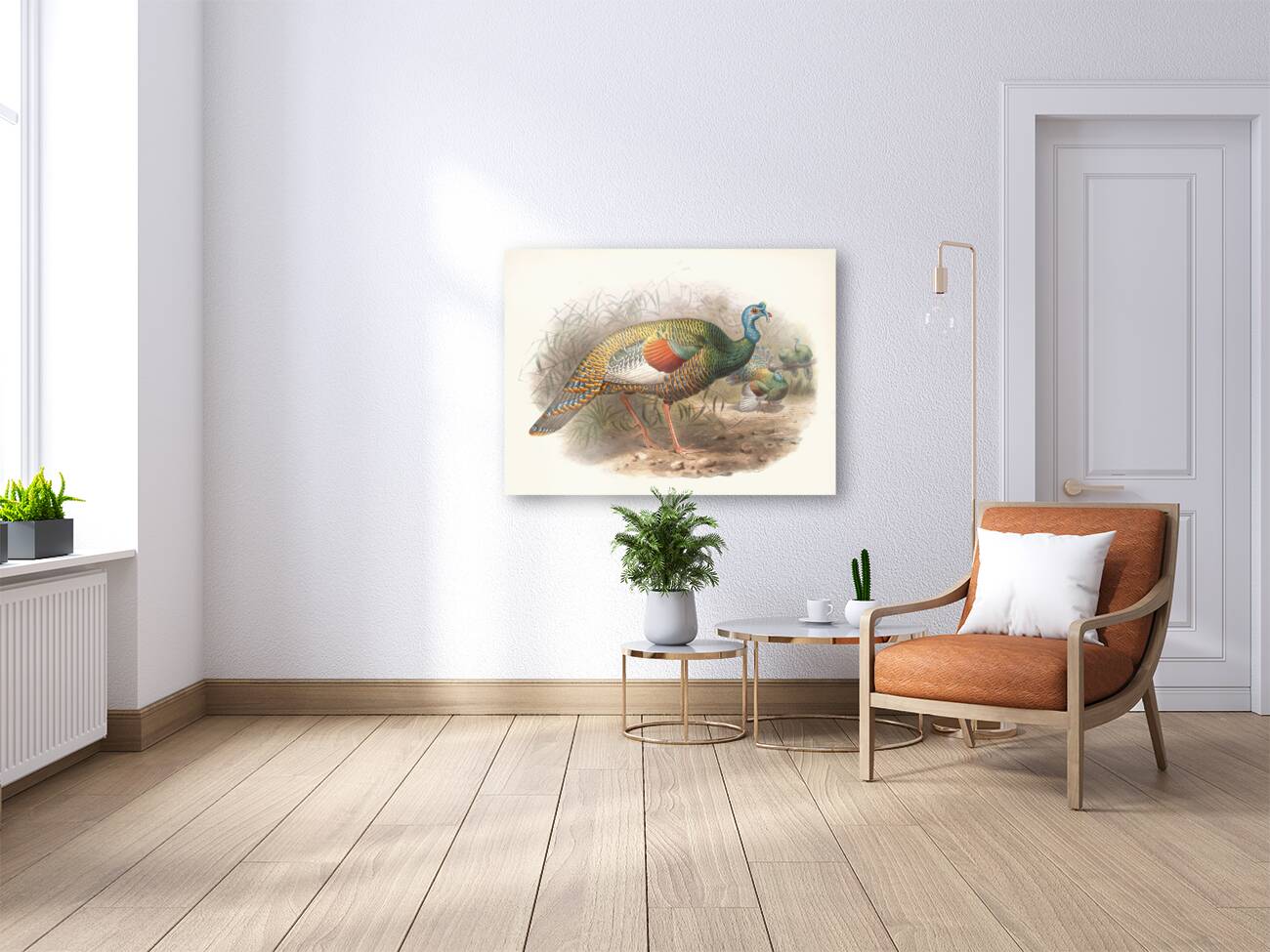 Meleagris ocellata. 1872 Reproduction