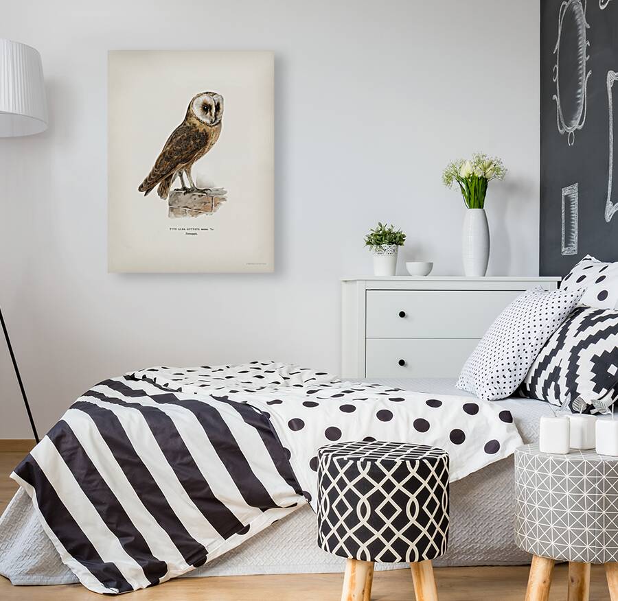 Tyto alba guttata owl Reproduction