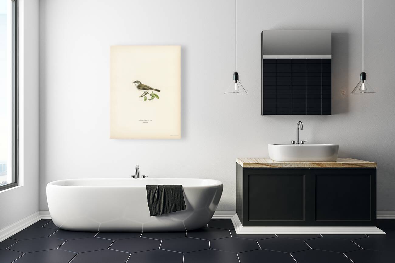 Sylvia curruca Lesser whitethroat Reproduction