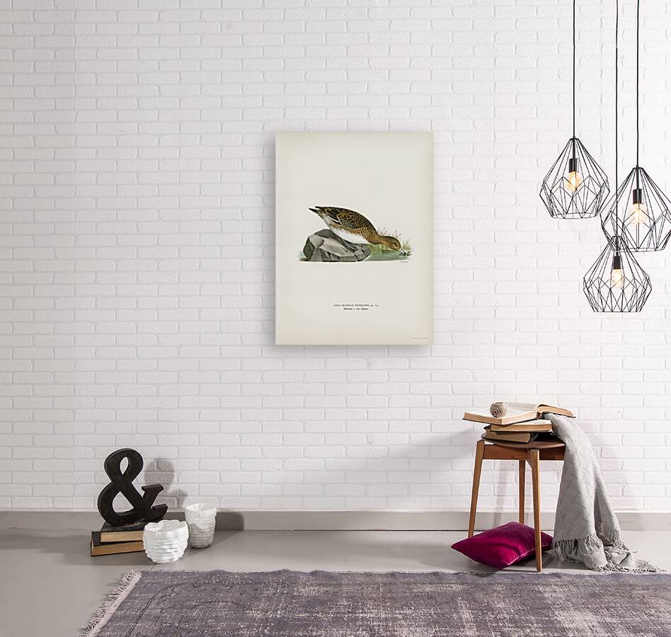 Eurasian wigeon female Anasmereca penelope Reproduction