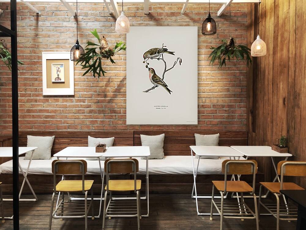 common linnet Acanthis linaria Reproduction