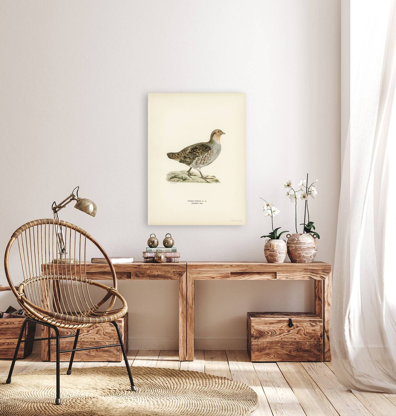 Grey partridge Perdix perdix Reproduction