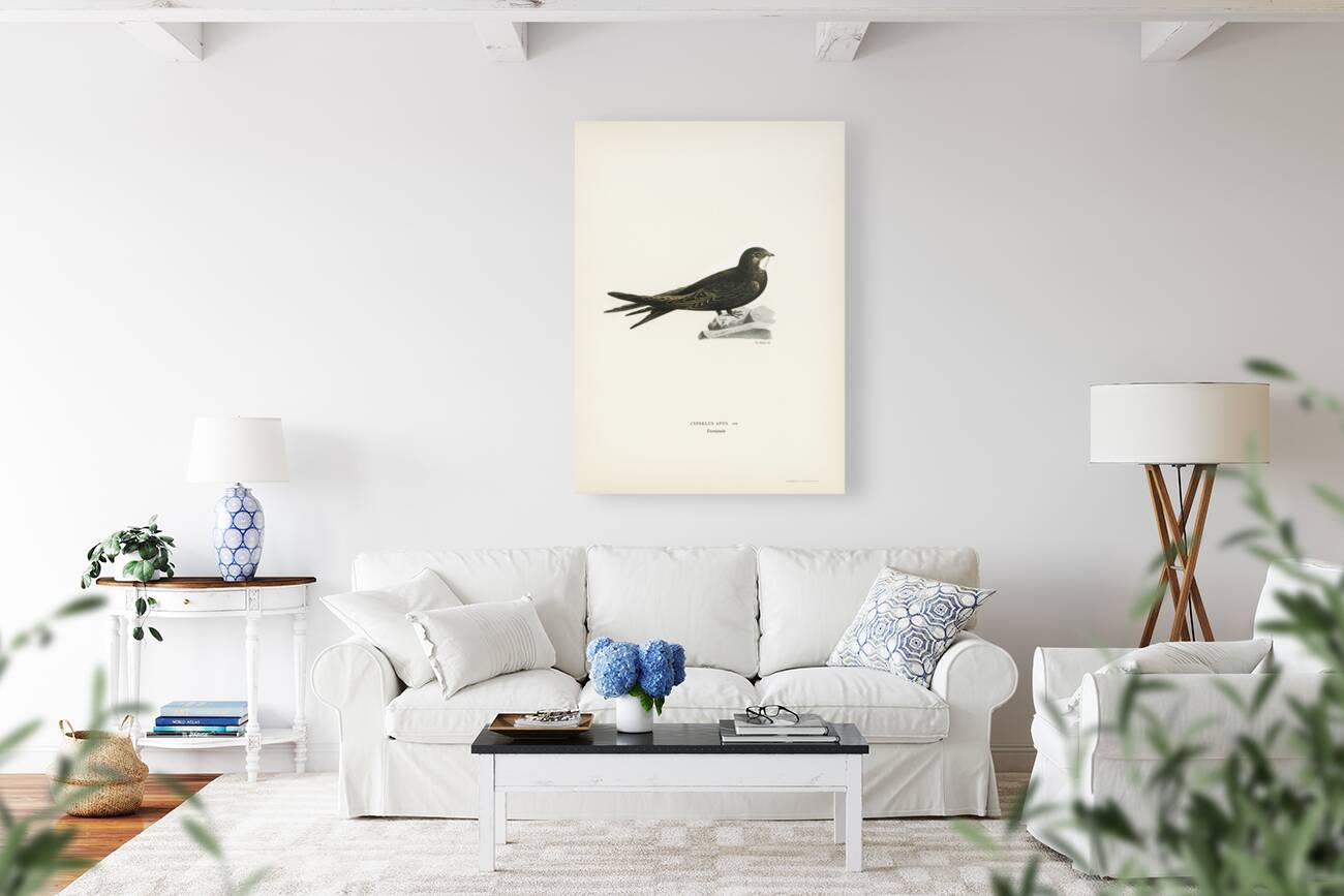 The Common Swift Cypselus Apus Reproduction