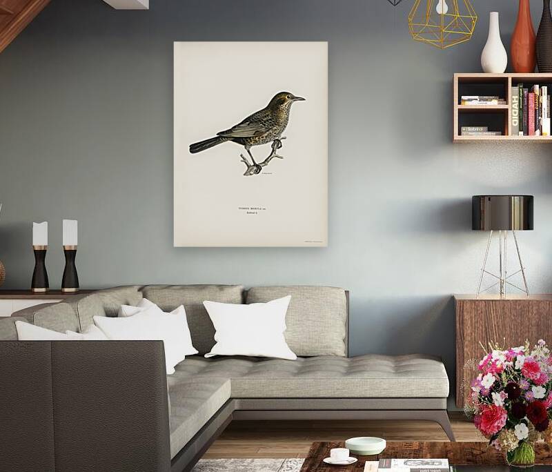 Blackbird ♀ Turdus merula Reproduction