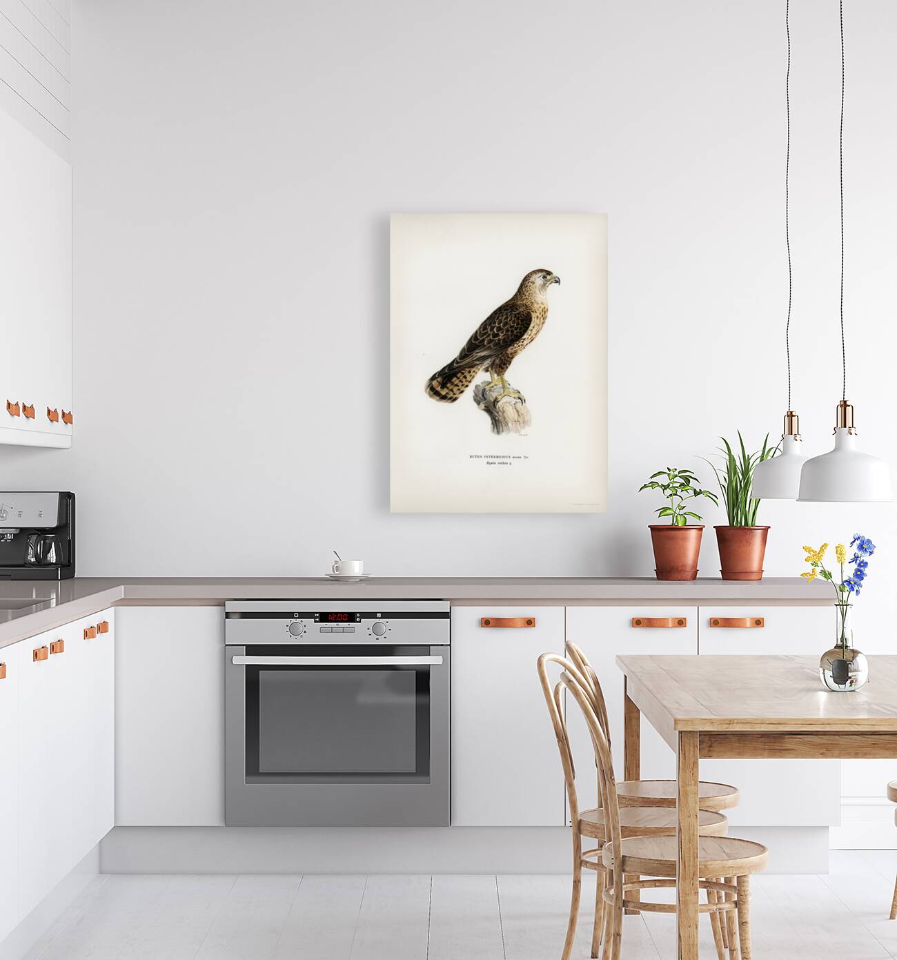 Common Buzzard Buteo buteo intermedius Reproduction