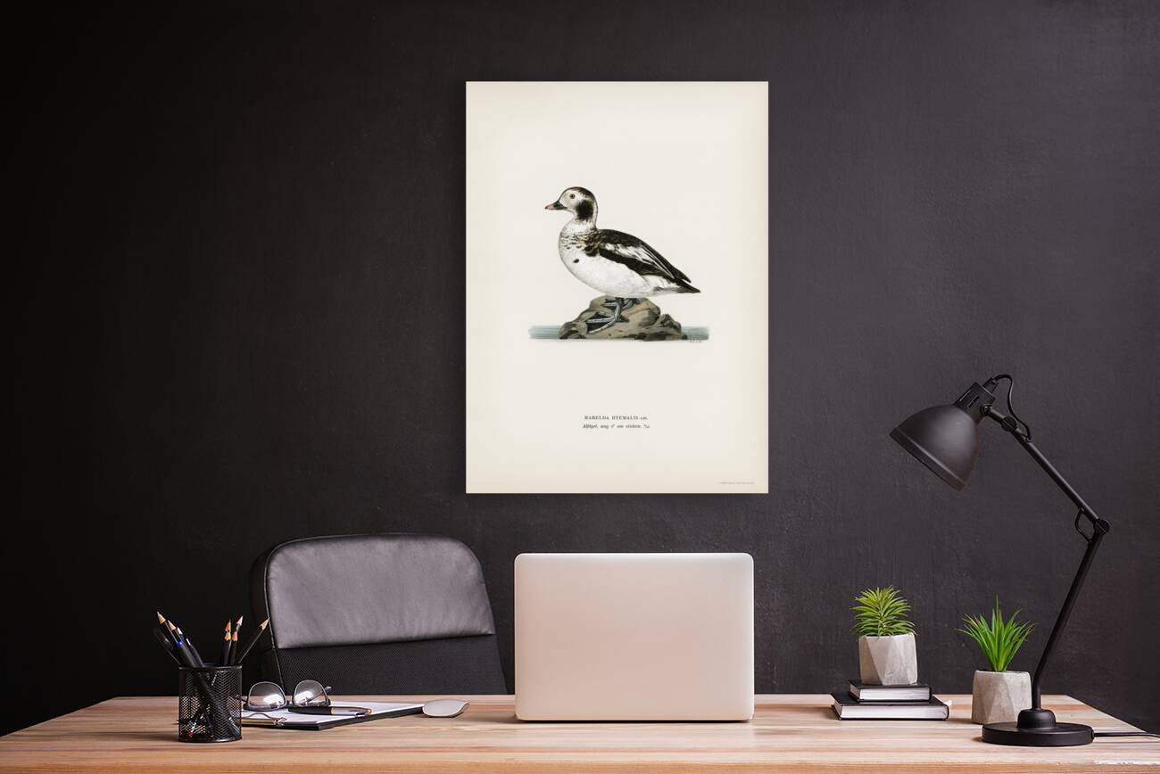 Harelda Hyemalis Reproduction