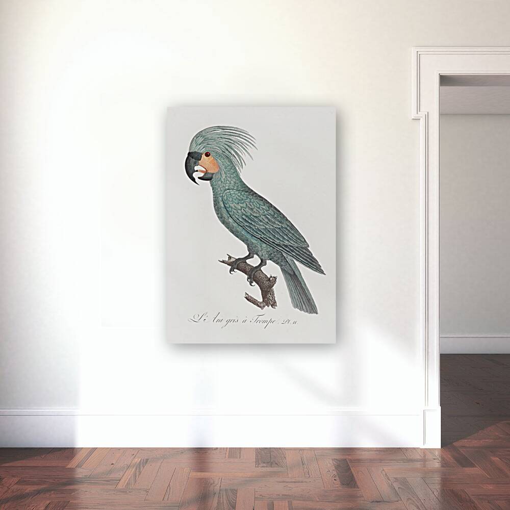 Goliath cockatoo  Reproduction