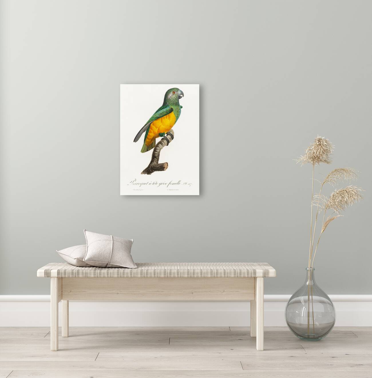 Senegal parrot  Reproduction