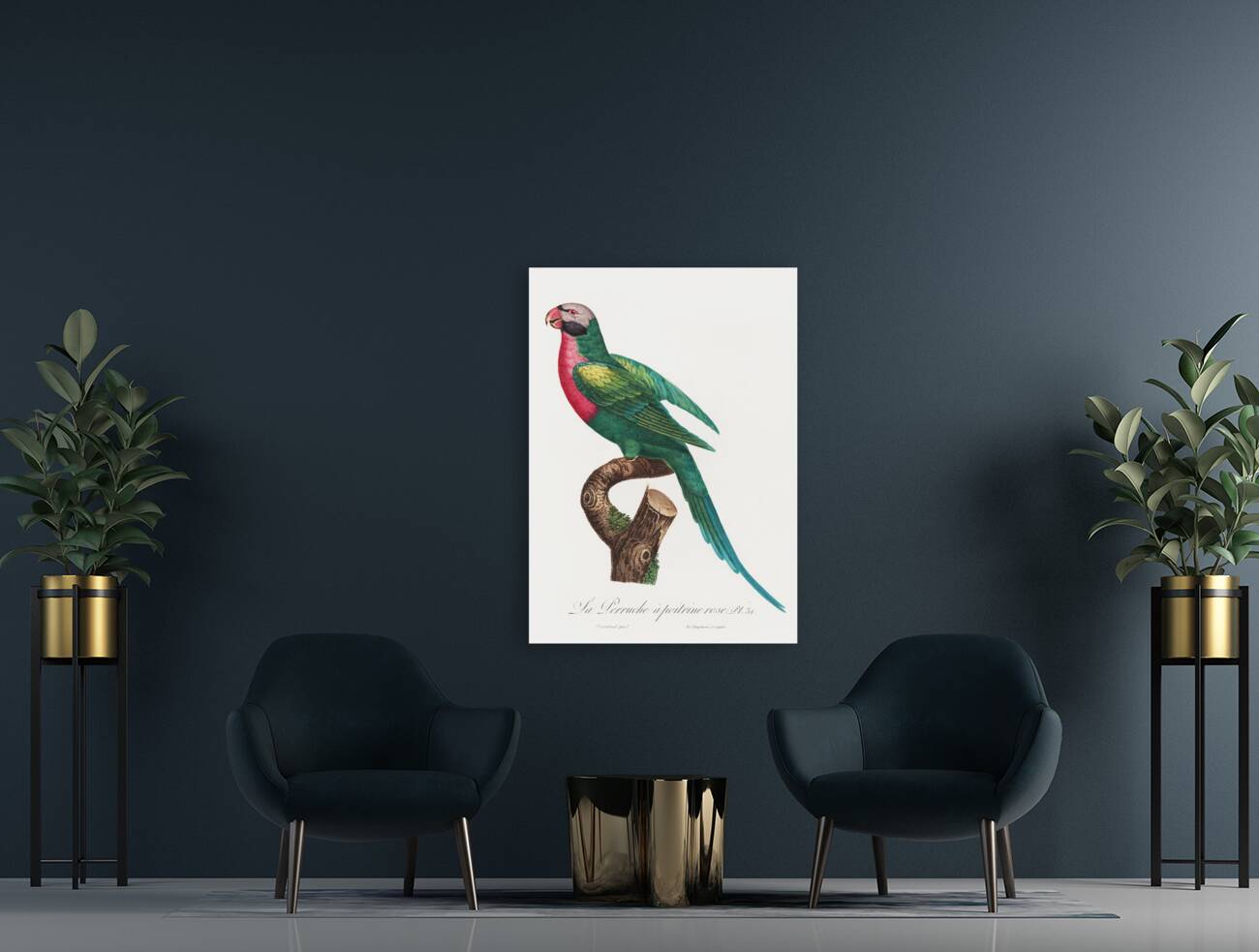 Moustached parakeet  Reproduction