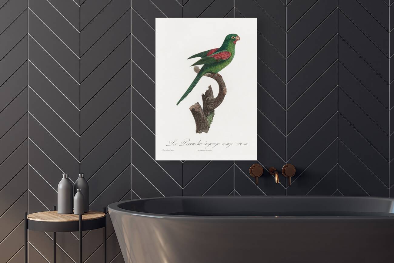 Red-throated conure  Reproduction