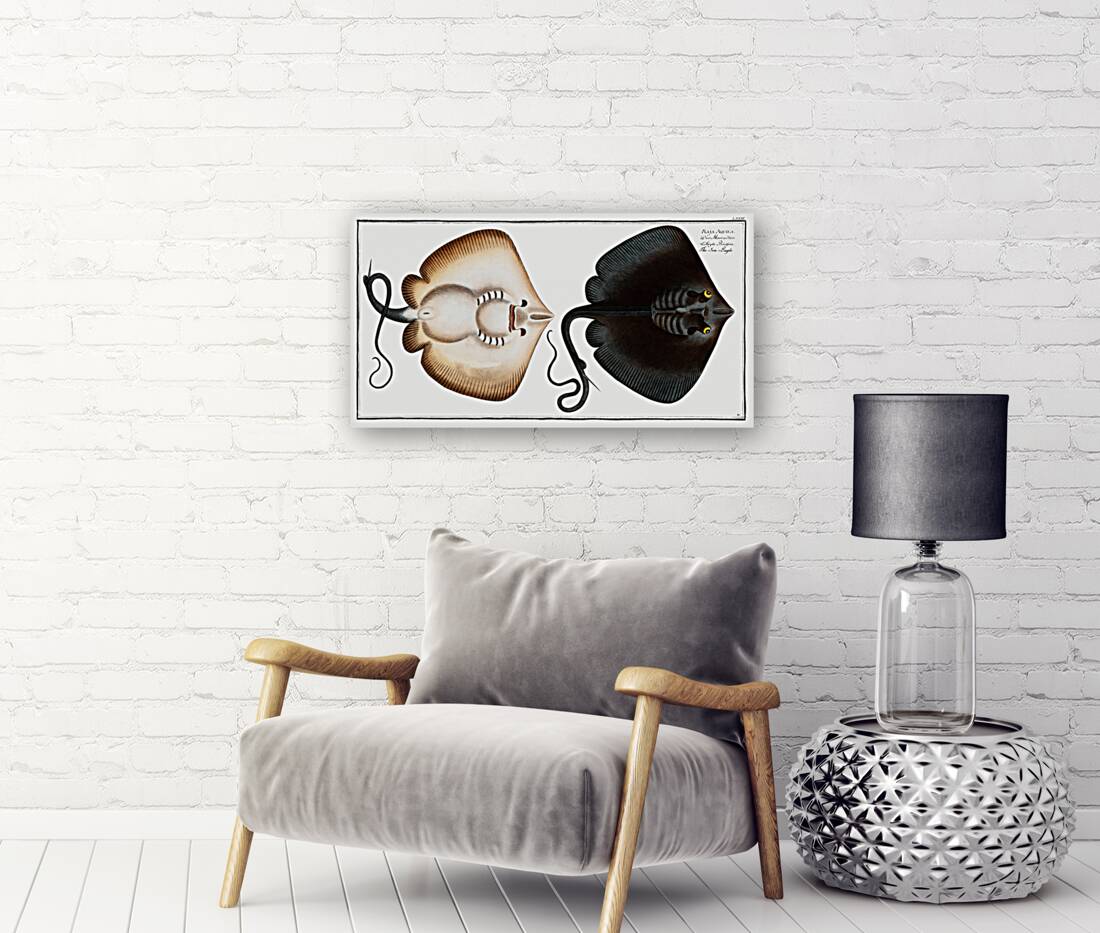 Sea-Eagle Raja Aquila Reproduction