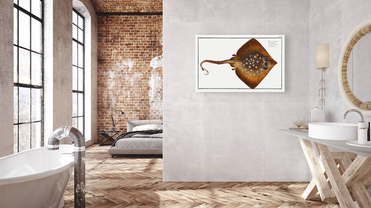 Thornback Raja clavata Reproduction