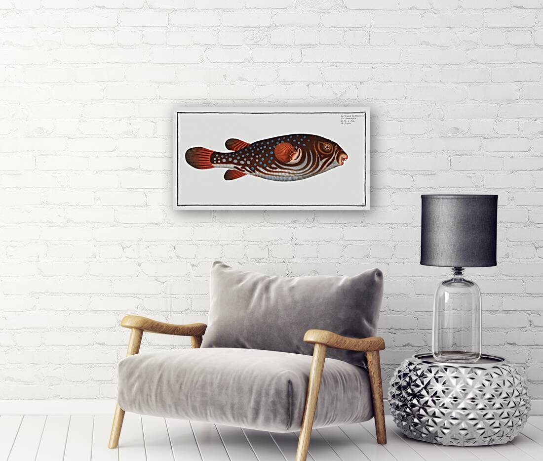 Toadfish Tetrodon Testudineus Reproduction