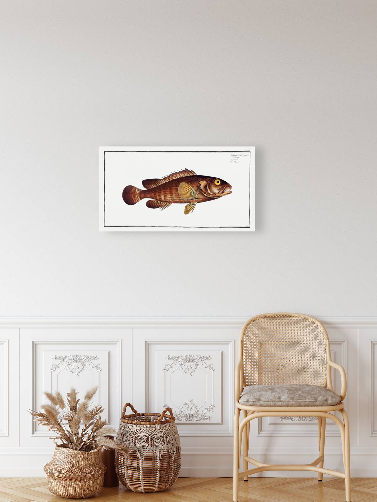 Ongoe Holocentrus ongus Reproduction