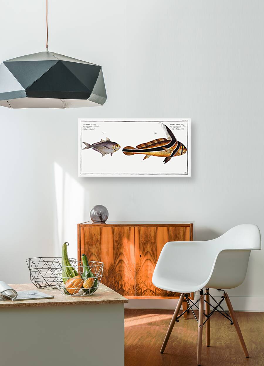 1. Ribban-Fish Eques americanus 2. Kleins Mackrel Scomber Kleinii Reproduction