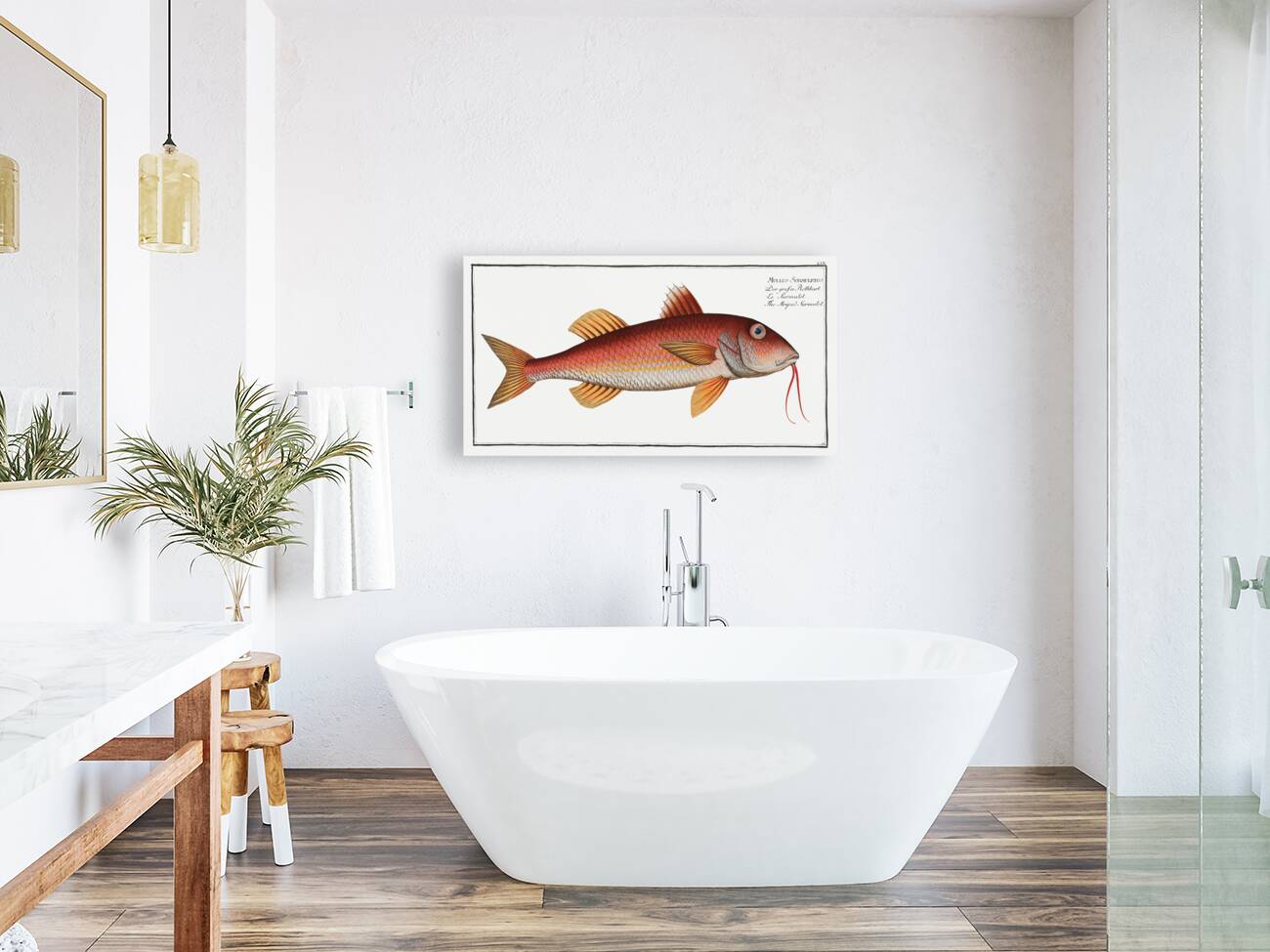 Striped Surmulet Mullus Surmuletus Reproduction