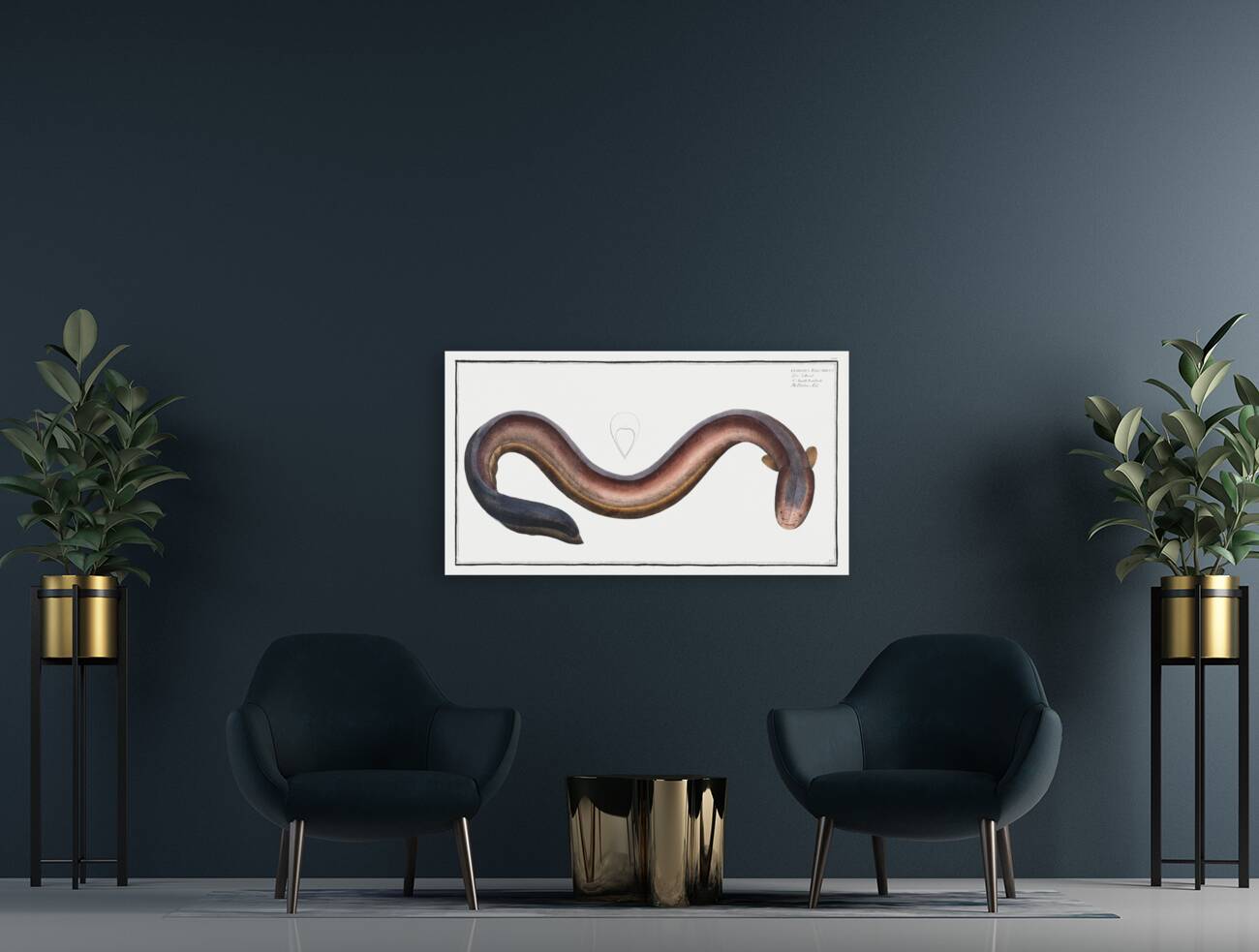 Electric-Eel Gymnotus Electricus Reproduction