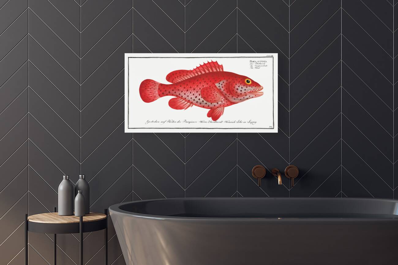 Hind Perca Guttata Reproduction