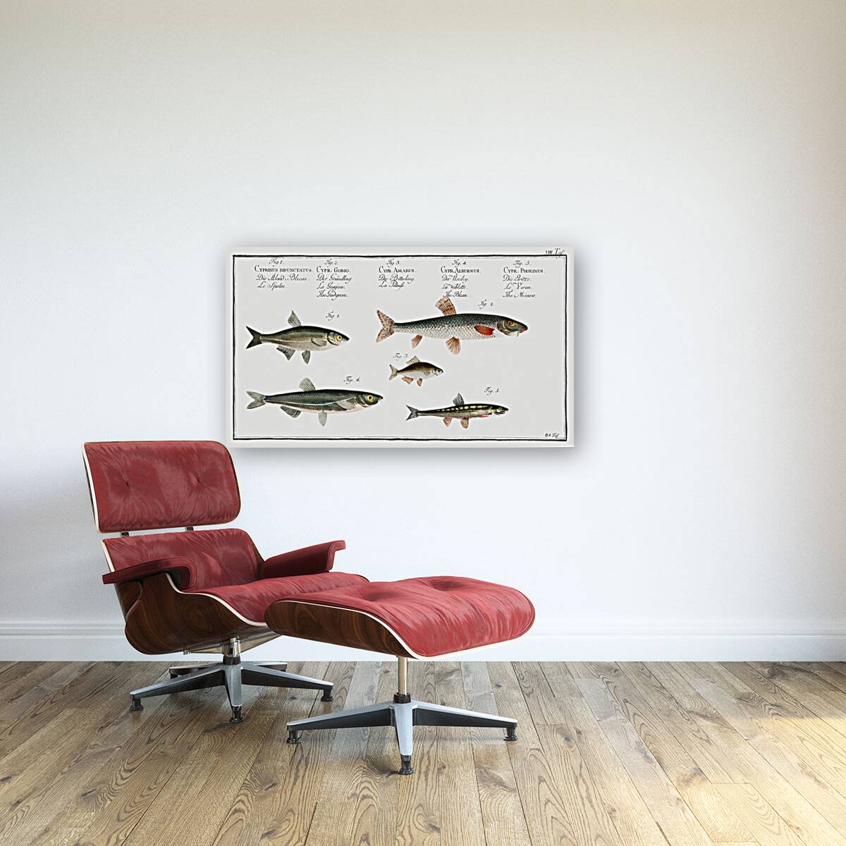 1. Sperlin Cyprinus bipunctatus 2. Bitter-Carp Cyprinus Gobio 3. Bitter-Carp Cyprinus Amarus 4. Bleak Cyprinus Alburnus 5. Minow Cyprinus Phoxinus Reproduction