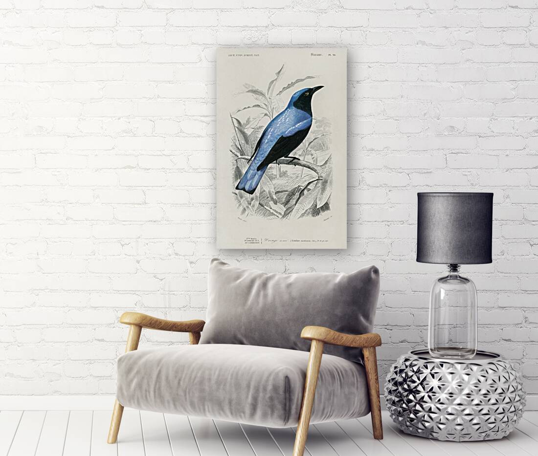 Square-tailed drongo Edoius caerulescens Reproduction