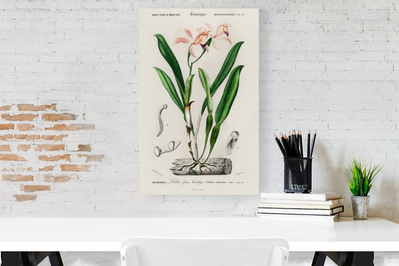 Lelia cattleioides Reproduction