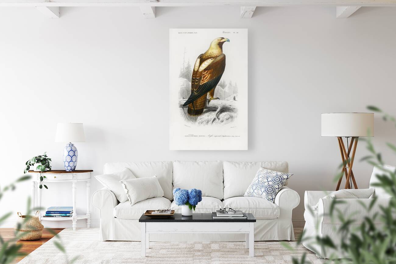 Eastern imperial eagle Aquila heliaca Reproduction