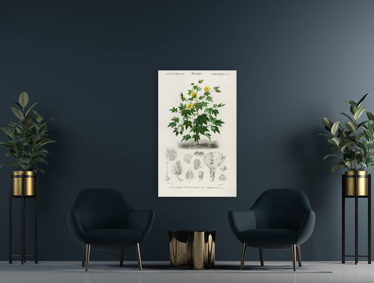 Sea Island cotton gossypium vitifolium Reproduction