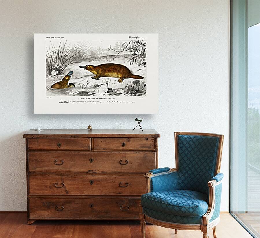 Platypus Ornithorhynchus Paradoxus Reproduction