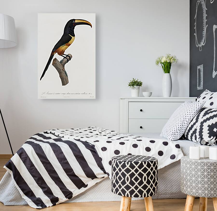 Old red belt aracari  Reproduction