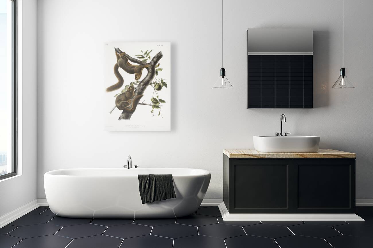 Orange-bellied Squirrel Sciurus sub-auratus  Reproduction