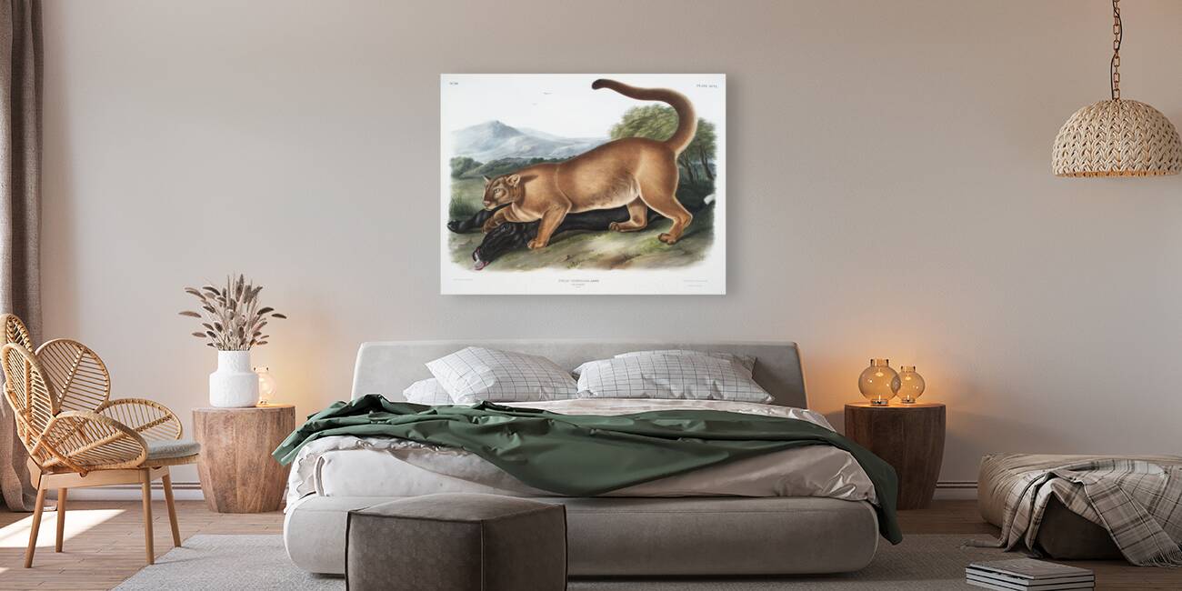 Cougar Felis concolor  Reproduction