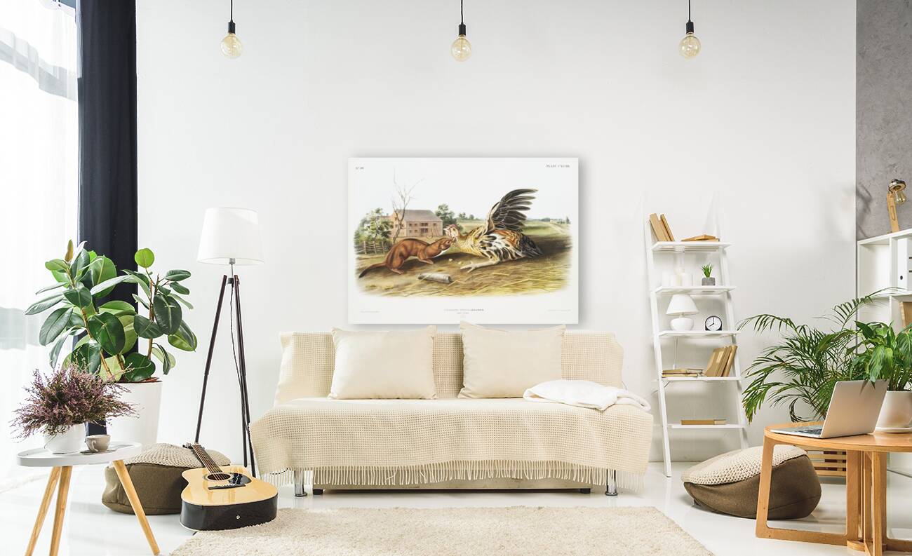 Tawny Weasel Putorius fuscus  Reproduction