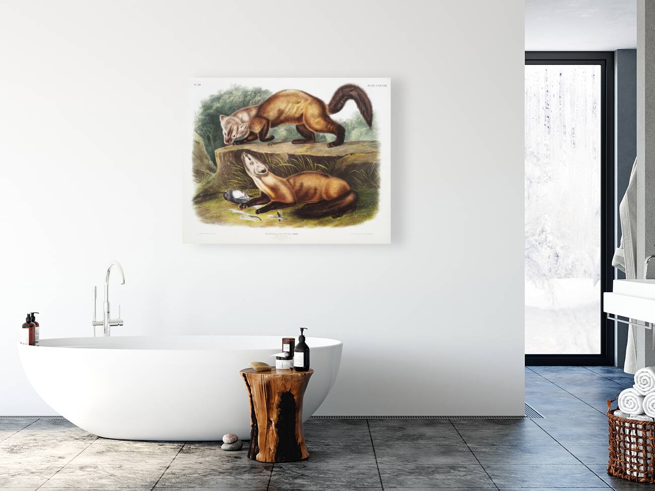 Pine Marten Mustela martes  Reproduction