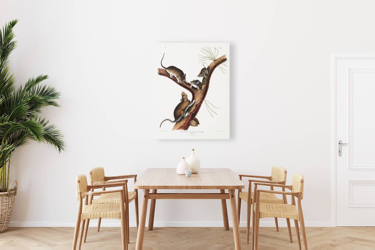 Florida Rat Neotoma Floridana  Reproduction