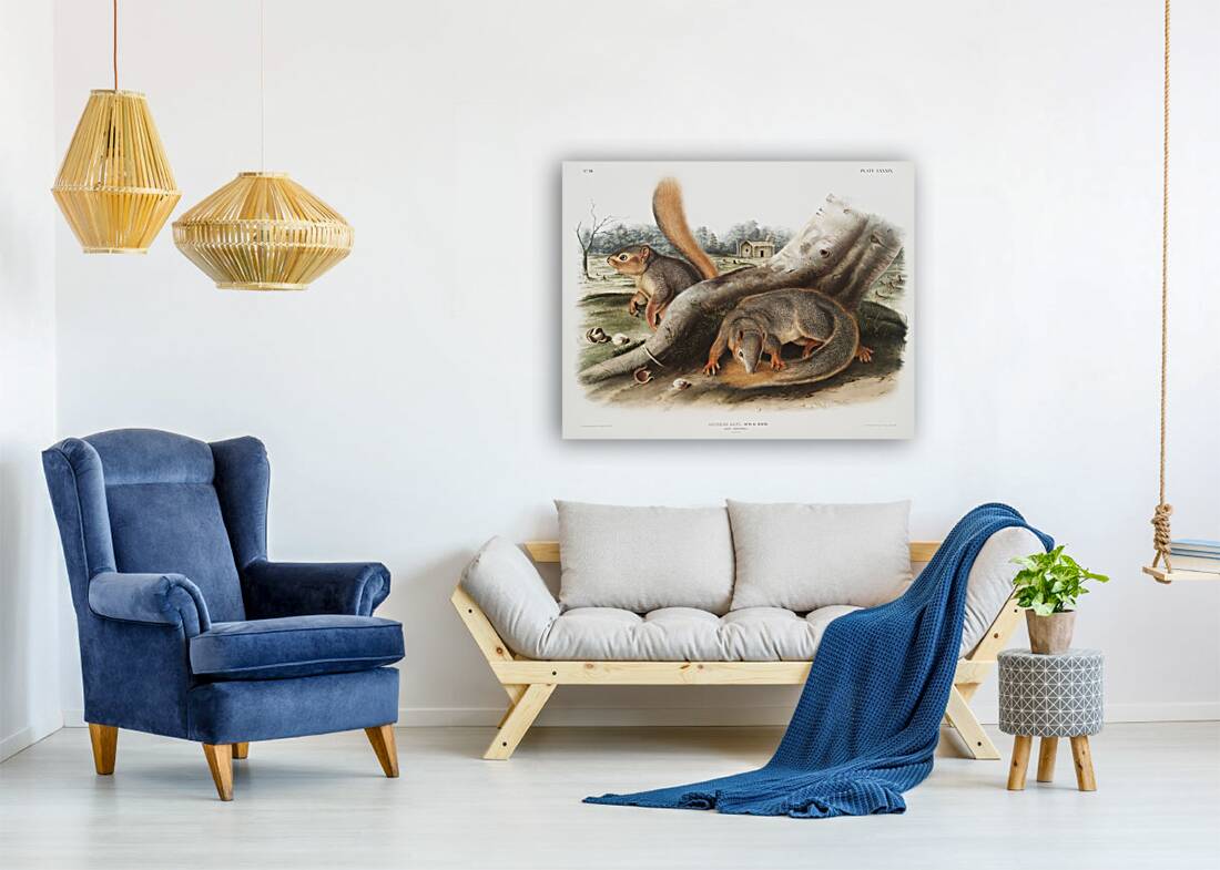 Squirrel Sciurus Sayi  Reproduction