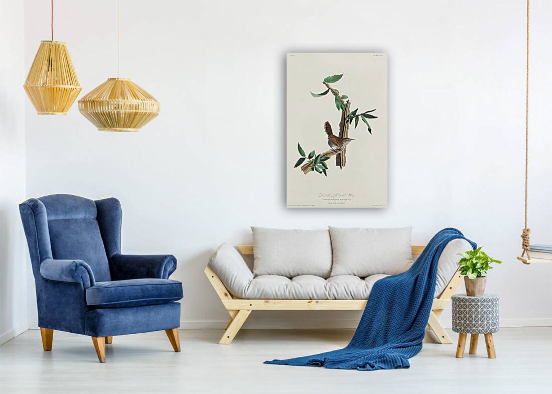 Bewicks Wren Reproduction