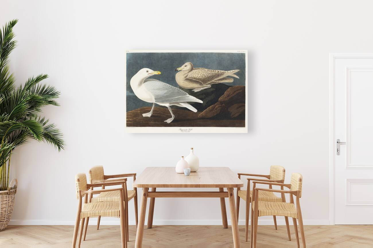 Burgomaster Gull Reproduction